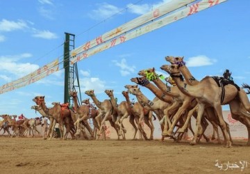 غدًا .. انطلاق المرحلة النهائية من مهرجان ولي العهد للهجن