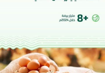“البيئة”: إنتاج المملكة من بيض المائدة يتجاوز 8 مليارات بيضة خلال 2024