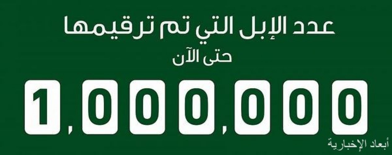 وزارة البيئة تعلن تخطي حاجز المليون للإبل المرقمة صحيفة أبعاد الإخبارية