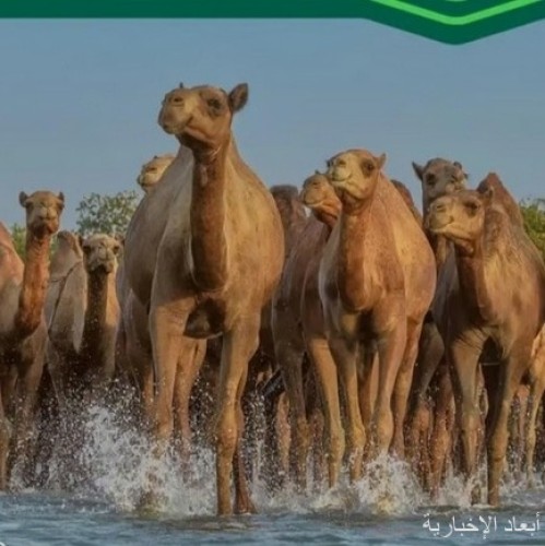 “البيئة”: 4 أيام تفصل أصحاب الإبل غير المرقّمة عن تطبيق العقوبات