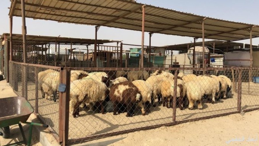 أبعاد الخفجي ترصد إرتفاع الأسعار في سوق الأغنام قبل رمضان صحيفة أبعاد الإخبارية