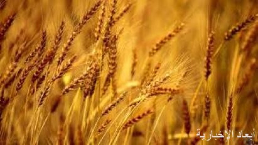 مؤسسة الحبوب تنفي رفع أسعار الشعير بداية يناير المقبل صحيفة أبعاد الإخبارية