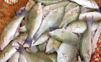 اليمن يصدر 115 ألف طن سمك
