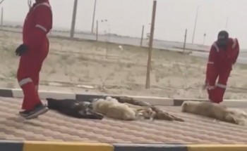 أمانة الشرقية توضح حقيقة فيديو الكلاب الضالة الميتة بالخفجي