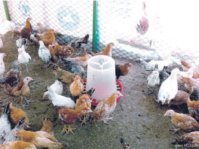 ارتفاع أسعار الدجاج في الشرقية .. والزراعة تبحث عن حلول لخفضها