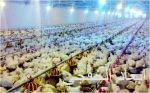 جماهير الطائف تنقل سفيرها لمواجهة الأهلي