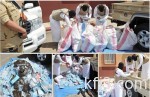 رئاسة شؤون الحرمين تمنح 88 مطوفاً رخصة مطوف
