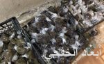 وزارة العمل: لجان العمالة المنزلية في المملكة تنهي 87627 دعوى