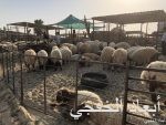 المملكة تدعو السلطات في قطر إلى تسهيل إجراءات وصول القطريين الراغبين في أداء الحج