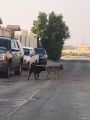 فيديو وصور لكلاب ضالة تتربص بالأطفال في حي التملك بالخفجي