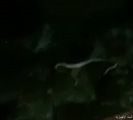 تحذيرات من الثعابين السامة في كورنيش الخفجي ومواطن يوثق ذلك بالفيديو