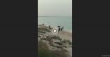 بالفيديو.. خيول على الشاطئ تزعج المتنزهين في كورنيش الخفجي