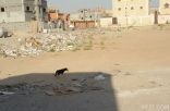 الكلاب الضالة تنتشر في أحياء الخفجي.. والطعم السام حل البلدية الوحيد