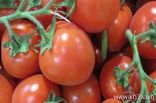 الطماطم الحمراء تحمي الشرايين