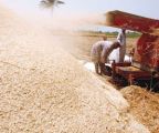 مصر تخصص 3.2 ملايين فدان لزراعة القمح