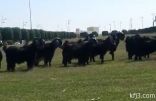 بالفيديو والصور: الماشية ترعى في كورنيش الخفجي