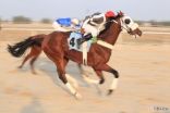 الجواد (ماوي) يفوز بكأس تصفيات دورة عز الخيل الثامنة عشر التمهيدية