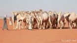 الدوسري يُحقق كأس النادي لفئة الشقح بمهرجان الملك عبدالعزيز للإبل