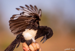 “أرامكو” تدعم أول مشروع بحثي لحماية طائر “العقعق العسيري” من الانقراض