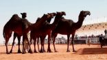 فرحان الدوسري يُتوج ببيرق المؤسس” في مهرجان الملك عبدالعزيز للإبل