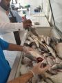 بلدية الخفجي وهيئة الغذاء والدواء تنفذان حملة على محلات بيع الأسماك