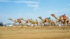 الهجن السعودية تخطف 15 شوطًا في “الجذاع” بمهرجان ولي العهد بالطائف