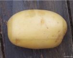 وصفة البطاطا لبشرة صافية