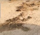 بالفيديو.. مواطنون يوثقون رمي مخلفات الذبائح في بر الخفجي