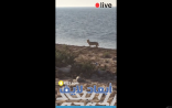 بالفيديو.. مواطن يوثق وجود ذئب على ساحل تناقيب الخفجي