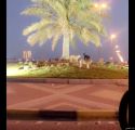 بالفيديو..مواطن يوثق إنتشار الكلاب الضالة بين أحياء الخفجي