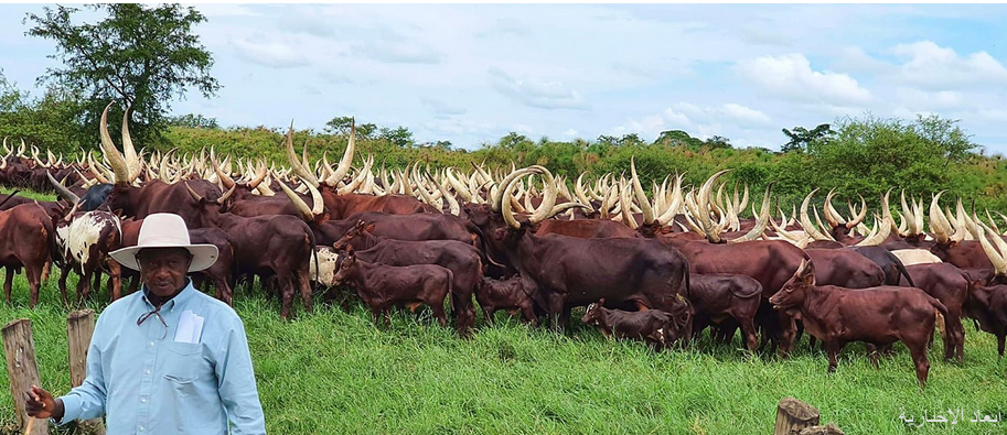 رفع الحظر المؤقت المفروض على استيراد لحوم الأبقار والأغنام والماعز ومنتجاتها من أوغندا